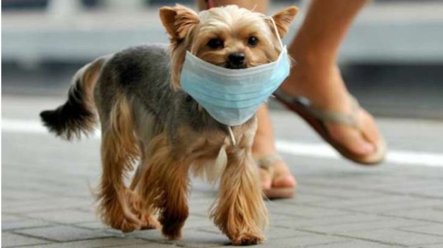 0508_mascotas_coronavirus