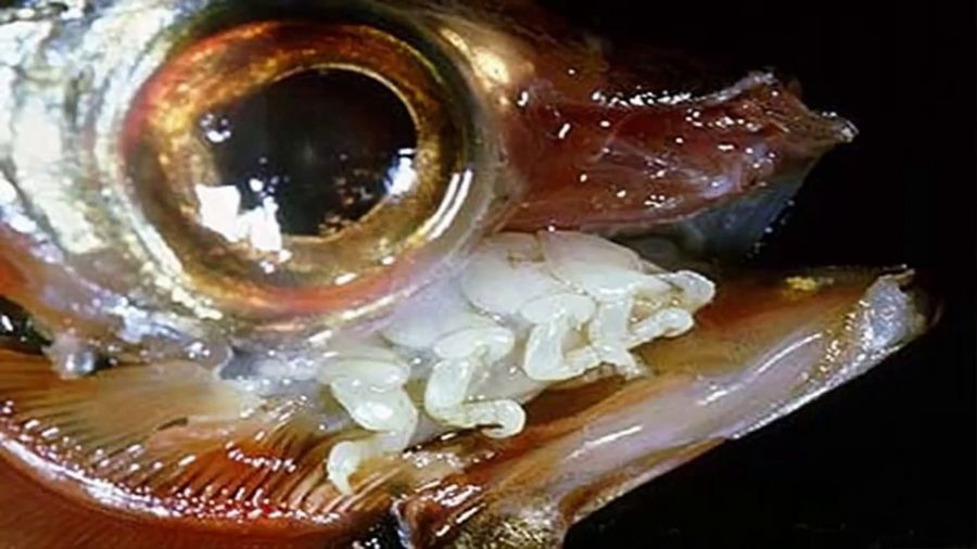 0814_parasitocomelenguas