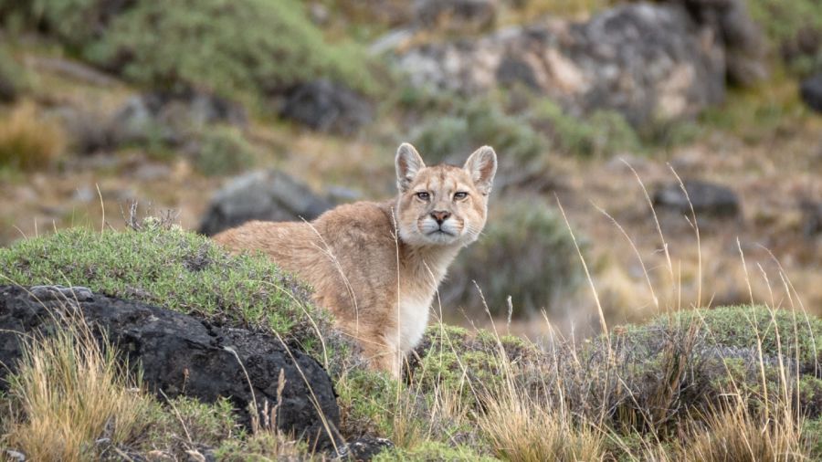 3108_pumas