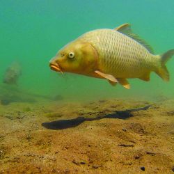 Carpa underwater