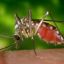 1129_porquepicanmosquitos