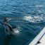0218_delfines