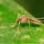 0315_mosquitos