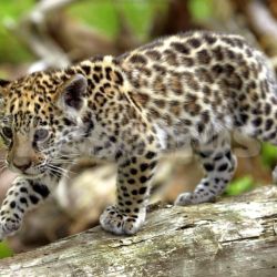 Son 98 los animales que tienen peligro de extinción con distintos grados de riesgo. Uno de los siete más amenazados es el yaguareté.