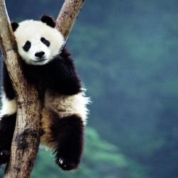 Aproximadamente 515 especies están al borde de la extinción, con una población de menos de 1.000 individuos.