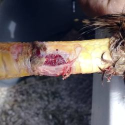 Al ingresar, el ave tenía un cuadro de pododermatitis infecciosa en ambas almohadillas de sus garras.