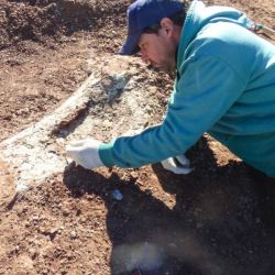 Se trata de un animal perteneciente a la familia de los saurópodos.