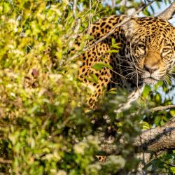 Liberaron otro yaguareté en el Parque Nacional Iberá.