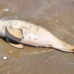 Es una de las especies más pequeñas y raras del mundo.