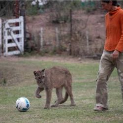 Los pumas rescatados ya disfrutan de una nueva vida en la Reserva Natural Pumakawa, en Córdoba.