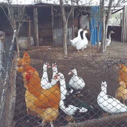Disfrutar de la naturaleza  en familia, degustar aceite de oliva y conocer la cría de ciervos es parte de la múltiples actividades de la región.