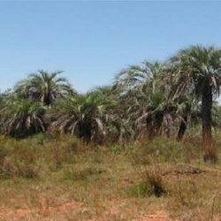 Busca proteger a la Palmera Bonpland.