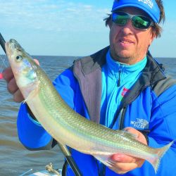 Todo esto podemos capturar en el Río de la Plata  durante el mes de abril: bagre de mar (en este caso pescado con calamar), hermosos patíes (con  anguila viva) y los primeros pejerreyes de la  temporada invernal que ya están ni bien empezó el otoño.