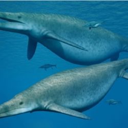 Se trata de un ictiosaurio adulto, popularmente conocido como 