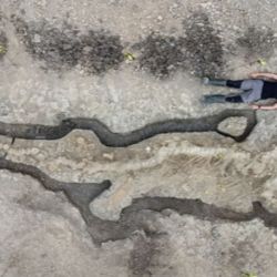 Los restos fósiles fueron hallados en los condados de Tingri y Nyalam, ubicados en la región autónoma de Xizang, Tibet, en el suroeste de China