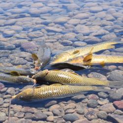 A diferencia de esta temporada, para el año próximo proyectan sondear la pesca en temporada de riego y luego cuando se corta el abastecimiento. (Foto LM Cipolletti)