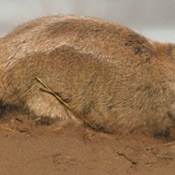 El Ctenomys eileenae se distribuye especialmente en las laderas andinas orientales de las provincias de La Rioja y de San Juan