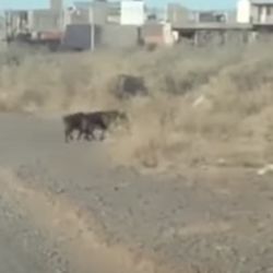 Los animales caminaban a tranco lento por la zona céntrica de Puerto Madryn a plena luz del día 