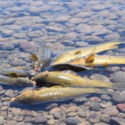 En los inicios del proyecto, lograron llegar a los 5000 kilos de carpas pescadas en 4 días. 