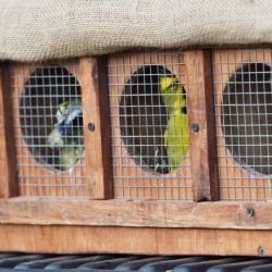 Habían sido rescatados de la tenencia y del comercio ilegal de fauna silvestre.