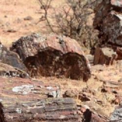 La Ley 3392/23 garantiza la preservación del área que alberga una gran y variada cantidad de troncos fosilizados 