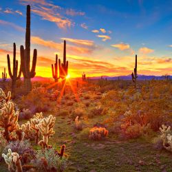 Desierto de Sonora.