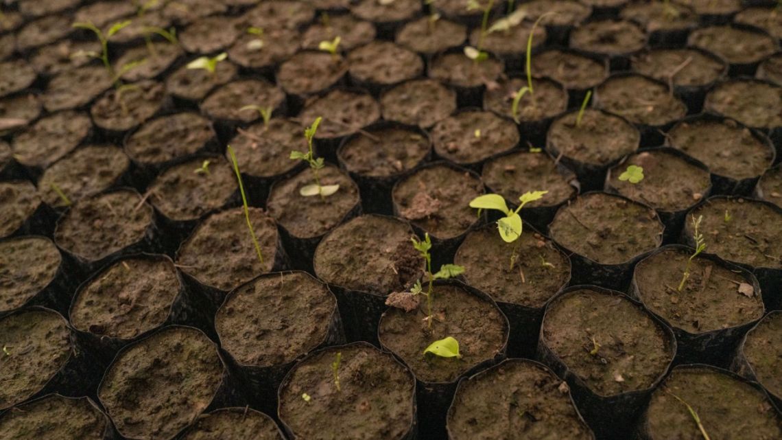 Seedlings grow in a greenhouse in Makallé, Chaco Province, Argentina.