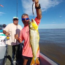 Si las bogas no aparecen, los dorados son una excelente alternativa para disfrutar en el estuario rioplatense.