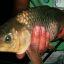 2202_carpas