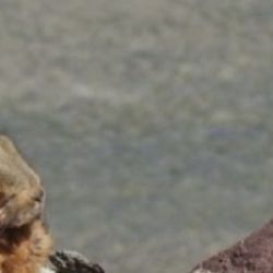 Es muy poco lo que se conoce de esta especie animal.