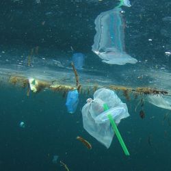 Consejos de Ecos de Pinamar, destino que prioriza y actúa en el cuidado del medio ambiente.