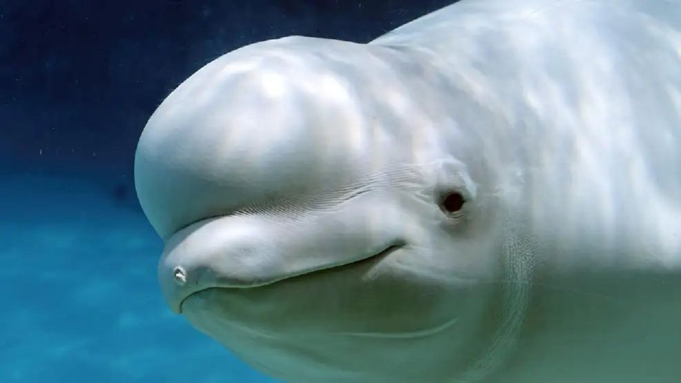 Belugas