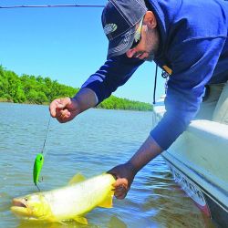 Los dorados de Puerto Gaboto tenían un color singular. Gozio Bendy 1 y Epic fueron los señuelos vedette del lugar.