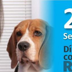 Cada 28 de septiembre se celebra el Día Internacional Contra la Rabia