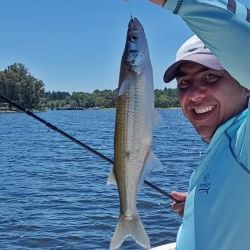 Los encarnes deben ser con mojarra de generoso tamaño para evitar el constante descarne. Además, se seleccionan las capturas.