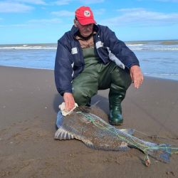 En octubre la especie entra a picar bien por Lavalle, luego se afirma su presencia en Mar Chiquita, y en los últimos años, ha vuelto a mostrar su presencia en las playas del sur bonaerense, donde ya no es extraño dar con ellas, a diferencia de pocos años atrás que era casi imposible pinchar un ejemplar. 