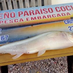 El clima acompañó en gran parte del fin de semana largo y permitió muy buenas salidas tanto de costa como embarcados. 