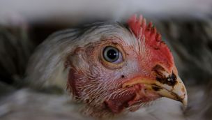 Close-Up Of A Chicken Head