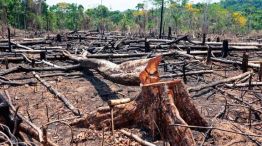 Deforestación